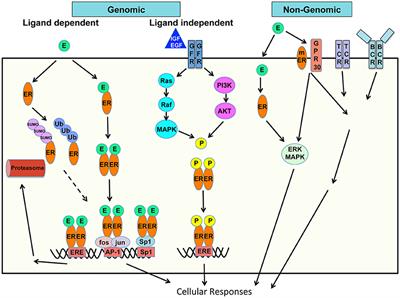 Sex Hormones in Acquired Immunity and Autoimmune Disease